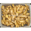 კარგი საჰაერო გამხმარი Ginger 200g და მდე